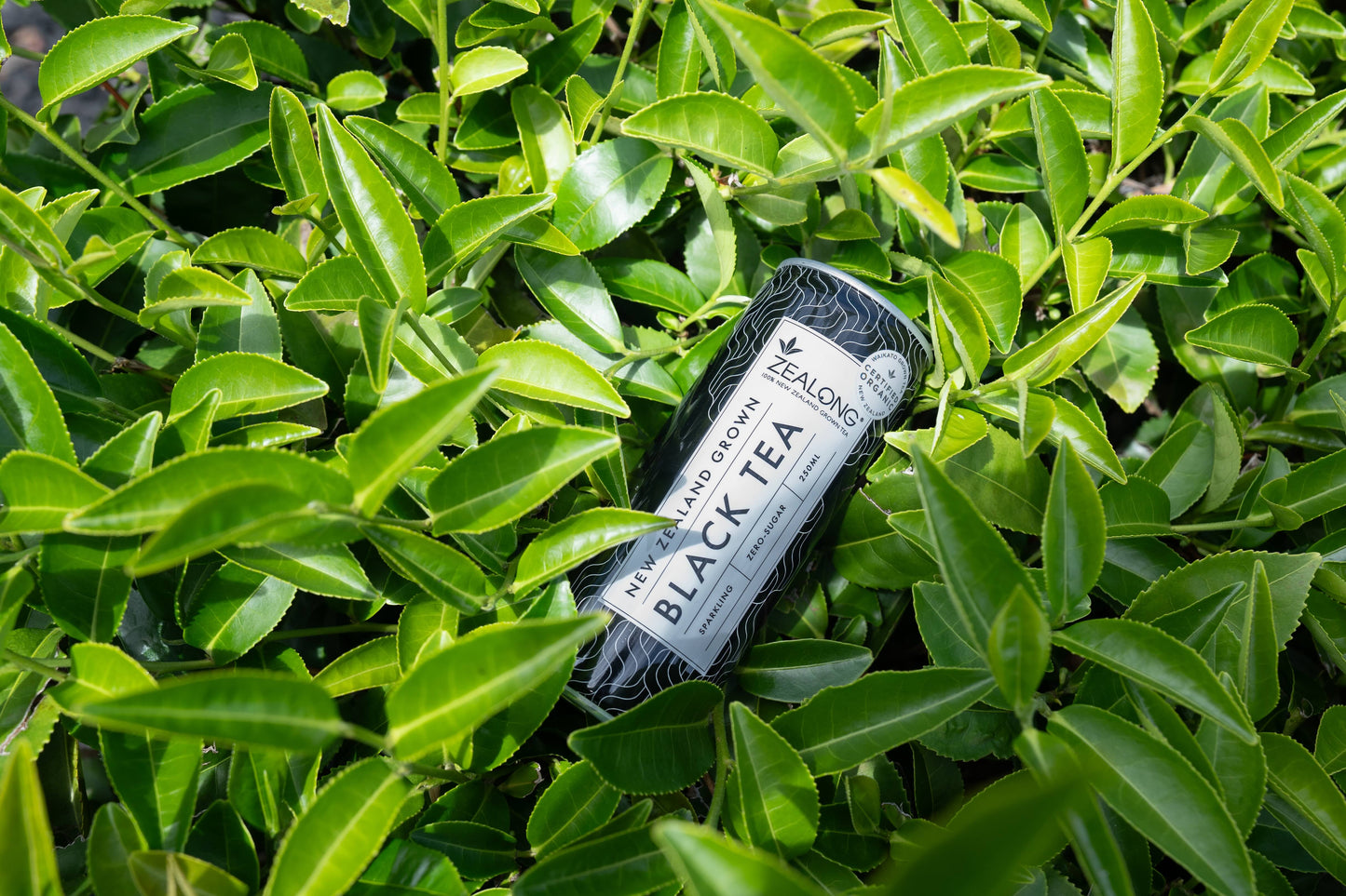 Zealong Sparkling Tea