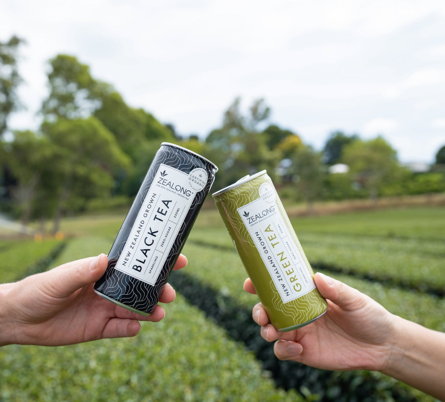 Zealong Sparkling Tea